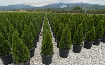 western thuja smaragd